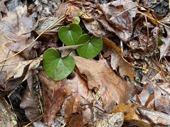 Hexastylis contracta