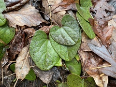 Hexastylis contracta