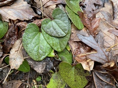 Hexastylis contracta