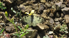 Zerynthia louristana