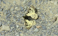 Zerynthia louristana