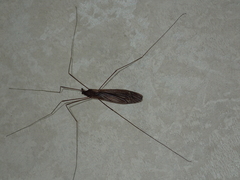 Austrotipula hudsoni