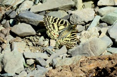 Zerynthia louristana