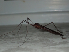 Austrotipula hudsoni