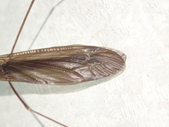 Austrotipula hudsoni