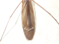 Austrotipula hudsoni