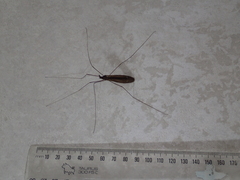 Austrotipula hudsoni