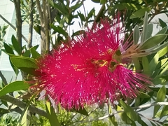 Melaleuca citrina