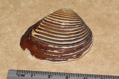 Eucrassatella cumingii