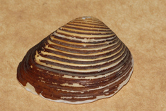 Image of Eucrassatella cumingii
