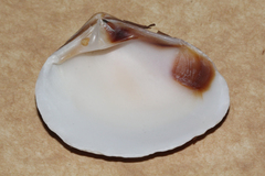 Eucrassatella cumingii