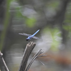 Brachydiplax duivenbodei