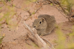 Microcavia australis