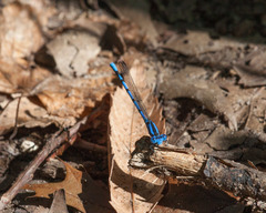 Argia funebris