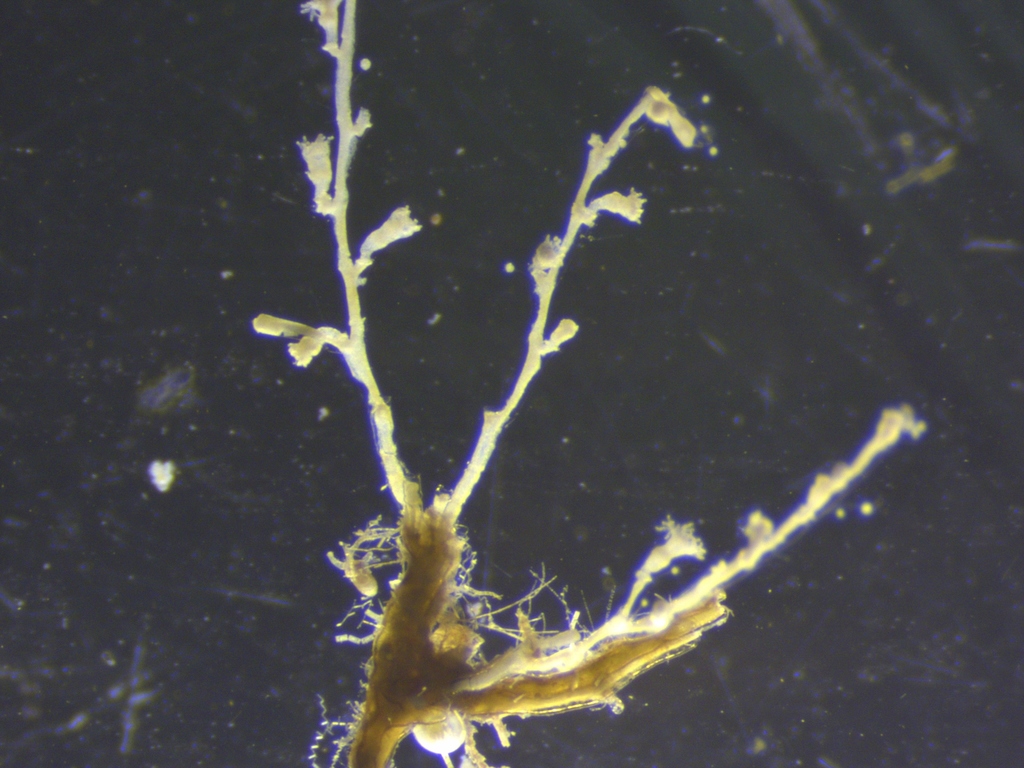 Halecium articulosum