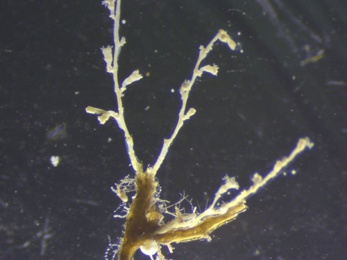 Halecium articulosum image