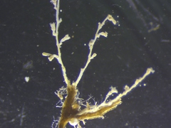 Image of Halecium articulosum