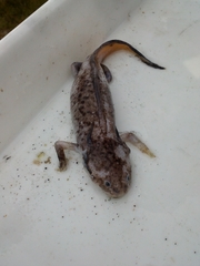 Ambystoma taylori