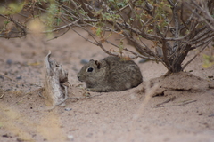 Microcavia australis