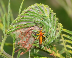 Theronia steindachneri