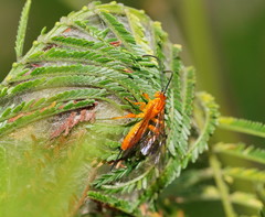 Theronia steindachneri
