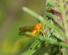 Theronia steindachneri