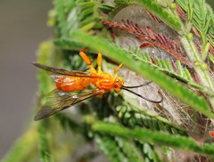 Theronia steindachneri