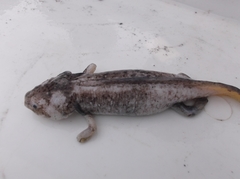 Ambystoma taylori