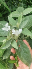 Barleria albostellata