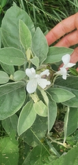 Barleria albostellata