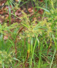 Cyperus meyenianus