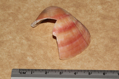 Nemocardium bechei