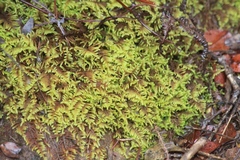 Hypnum plumaeforme