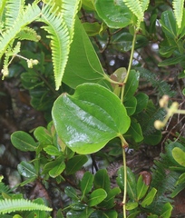 Smilax melastomifolia