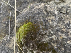 Grimmia plagiopodia