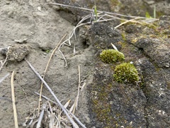 Grimmia plagiopodia
