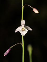 Arthropodium milleflorum