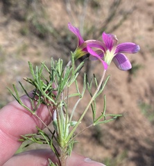 Oxalis bifurca