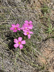 Oxalis bifurca