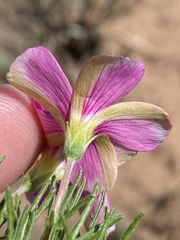 Oxalis bifurca