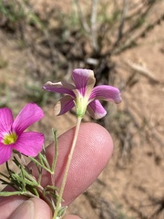 Oxalis bifurca