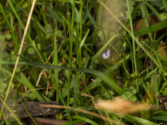Arthropodium milleflorum