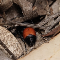 Ephutomorpha distinguenda