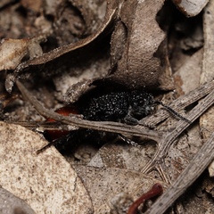 Ephutomorpha distinguenda