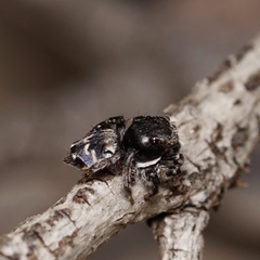 Maratus lobatus