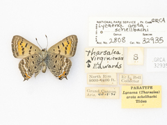 Tharsalea arota schellbachi