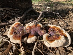 Ganoderma