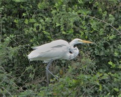 Ardea alba