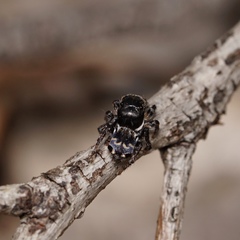 Maratus lobatus