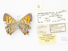 Tharsalea arota schellbachi